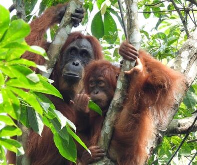 Explore Sumatra Treking - gallery (12)