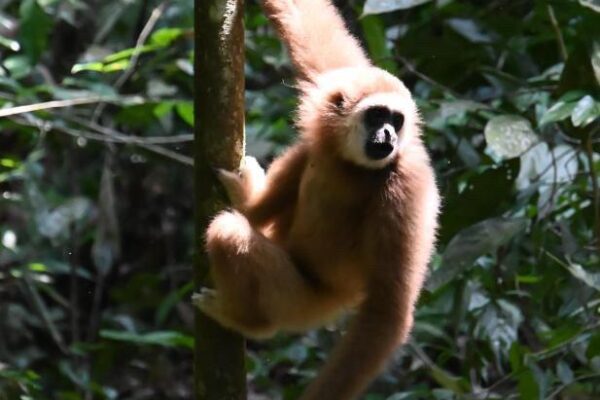 gallery explore sumatra trekking (11)