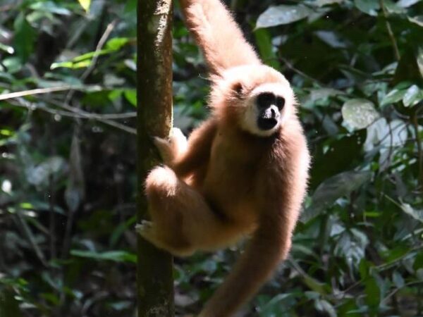 gallery explore sumatra trekking (11)