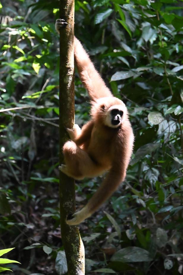 gallery explore sumatra trekking (11)