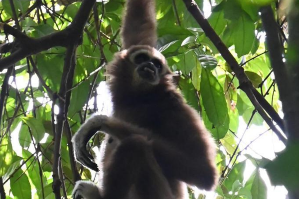 gallery explore sumatra trekking (9)