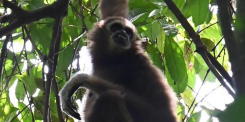 gallery explore sumatra trekking (9)