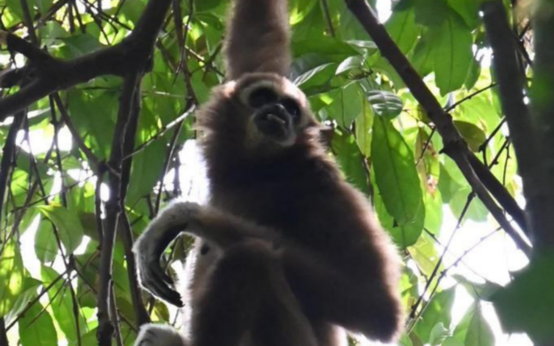 gallery explore sumatra trekking (9)